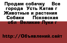 Продам собачку  - Все города, Усть-Катав г. Животные и растения » Собаки   . Псковская обл.,Великие Луки г.